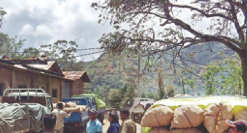 Procurement Drive for Potato Farmers Begins